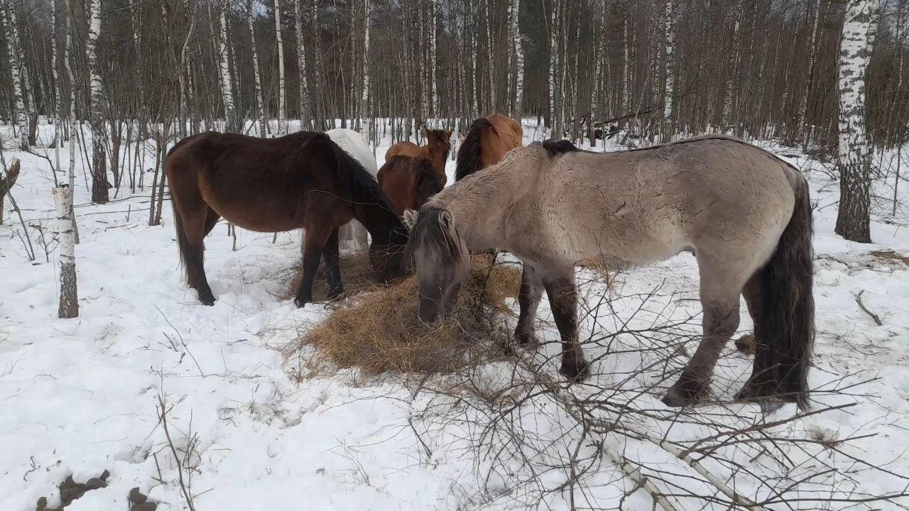 Прощай, табун? Трех диких якутских лошадок увезли из Кузомени в Калугу